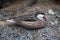 Duck with selective focus