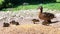 Duck with several newborn babies