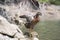 Duck shaking her wings at Beletsi lake in Greece.