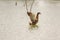 Duck shaking her wings in lake Beletsi Greece.