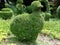 Duck shaped arrangement green leaves