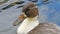 Duck with shiny brown feathers and white neck