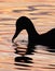 Duck silhouette
