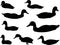 Duck Silhouette Animal Clip Art