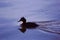 Duck silhouette in a deep blue