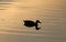 Duck silhouette and ripples on water at sunset