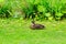 Duck sits on the green grass against the backdrop of thickets of reeds