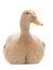 Duck sits on an isolated white