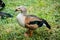 Duck sitting in the grass