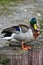 duck sitting multicolored bird animal