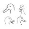 duck sketch vector illustration,isolated on white background,animals top view