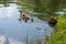 Duck with small ducklings swims in the pond