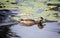 Duck and spatterdock