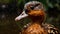Duck Of The Species Harpia Harpyja: A Nikon D850 Photo Recontextualized