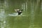 Duck splashing in the lake.