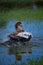 Duck splashing in lake