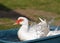 Duck splashing with water droplets