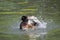 Duck splashing in water pond