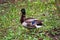 Duck stand next to a pond or lake