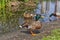 Duck standing on the edge of a tranquil shoreline, surrounded by lush grass and reeds.