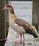 A duck standing on the jetty in Henley on Thames