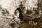 A duck only, standing Mallard and in front of a lake