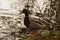 A duck only, standing Mallard and in front of a lake