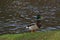 A duck only, standing Mallard and in front of a lake. He it does not move. Front view. Bassin de la muette - France