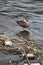 Duck standing with one foot on the floating garbage in the river