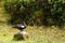 The duck standing on the rock is the cut rice field