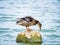 Duck Standing on Rock in Rippled Water