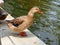 Duck standing on the shore, male wild duck outside the water.