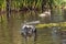 Duck starting to fly from water inside Kirstenbosch botanical garden, Cape Town