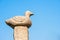 Duck statue and sky.