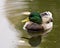 Duck Stock Photo and Image. Duck swimming with a head reflection in the water in its environment and habitat surrounding