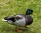 Duck Stock Photo and Image. Mallard duck walking on grass with a side view displaying its beautiful plumage and yellow feet in its