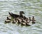 Duck Stock Photos.   Ducks close-up profile view.  Duck babies and mother