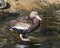 Duck Stock Photos.   Image. Picture. Portrait. Duck standing on rock in the water