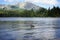 Duck on Strbske Pleso Mountain Tarn in High Tatras Mountains.