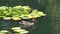 A duck swimming through a beautiful lily pad