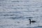 Duck swimming in calm blue sea water. Wild black diving duck in nature.