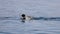 Duck swimming fast on sea surface. Wild Goosander Mergus merganser male in natural habitat. Diving pochard seabirds on the move.