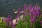 Duck swimming in the lake behind the blooming flowers