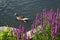 Duck swimming in the lake behind the blooming flowers