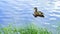 A duck swimming on a lake near the shore overgrown with green grass