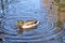 Duck swimming on the lake in Singleton Park, Swansea, UK