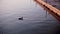 Duck swimming in the lake at sunset alone. Nature view with wooden mooring and animal.