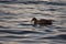 Duck swimming in lake Wannsee water in Wannsee Berlin Germany