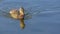 Duck swimming on Oquirrh Lake in Daybreak Utah