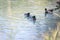 Duck are swimming in a river, blue water and blurry copse